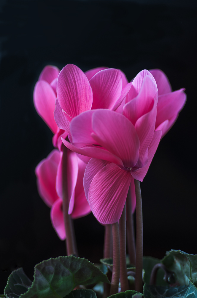 Cyclamen