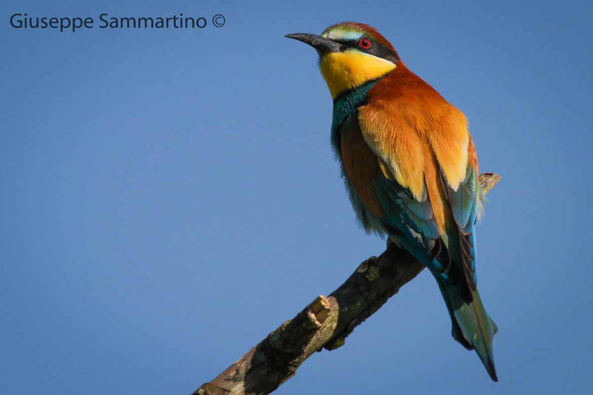 Bee-Eater