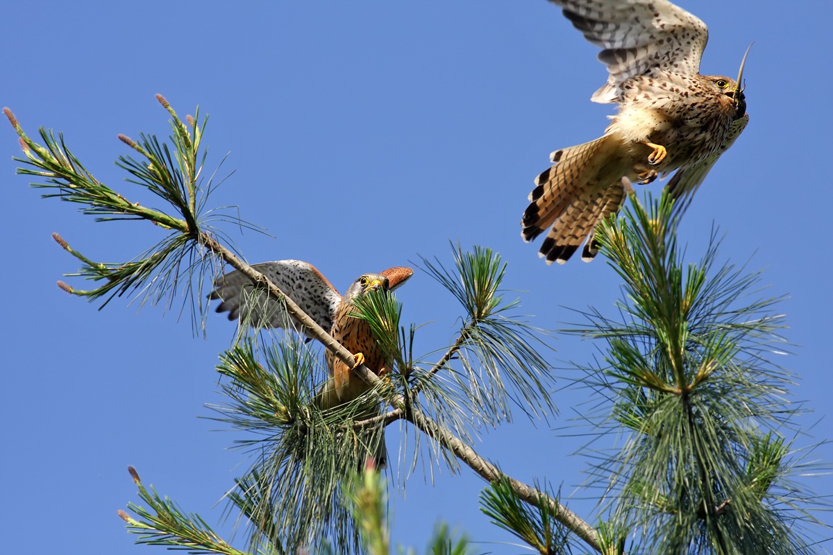 Gheppi - Il passaggio del testimone