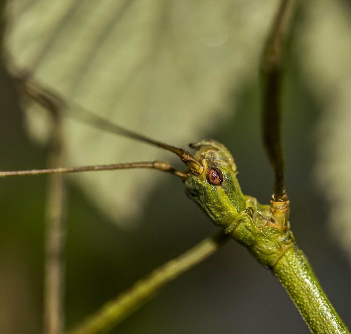 Periphetes forcipatus