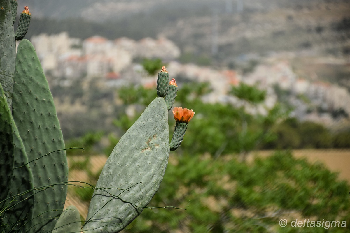 Fico d'India in fiore