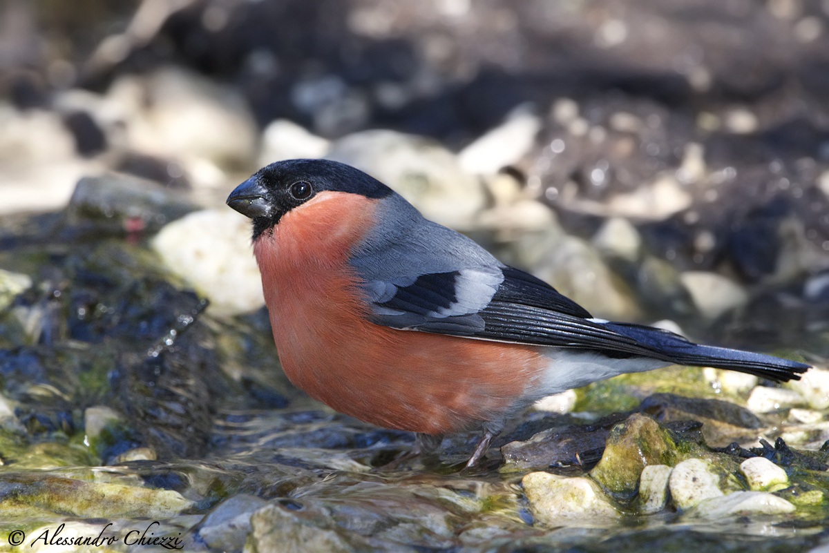 The stream of bullfinch