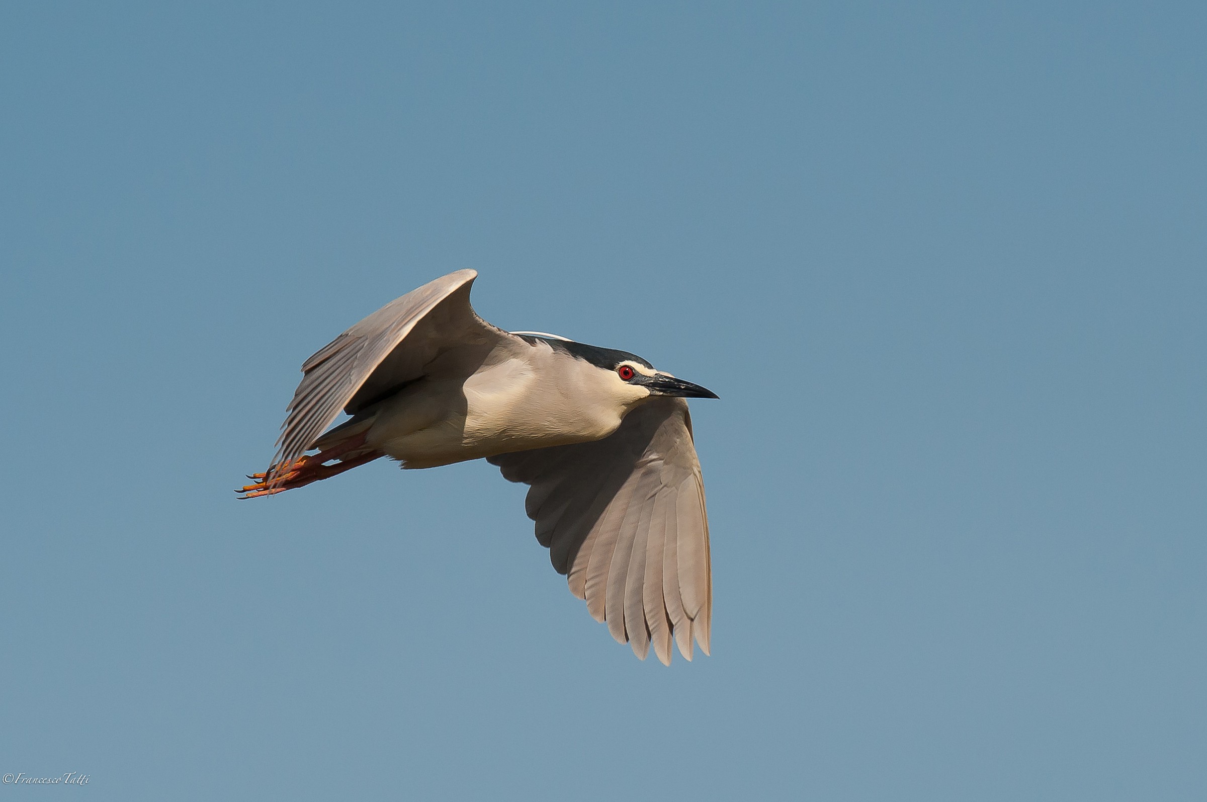 Night Heron in flight