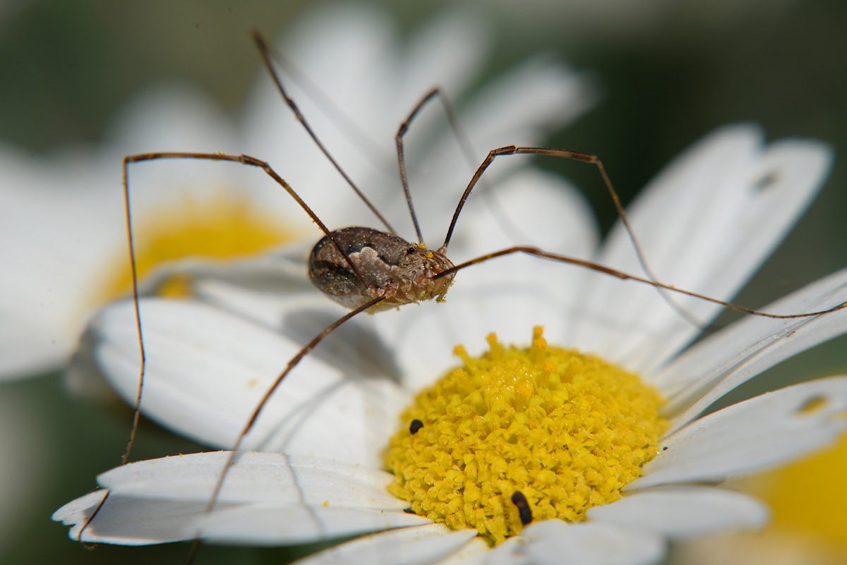 that strange spider ...