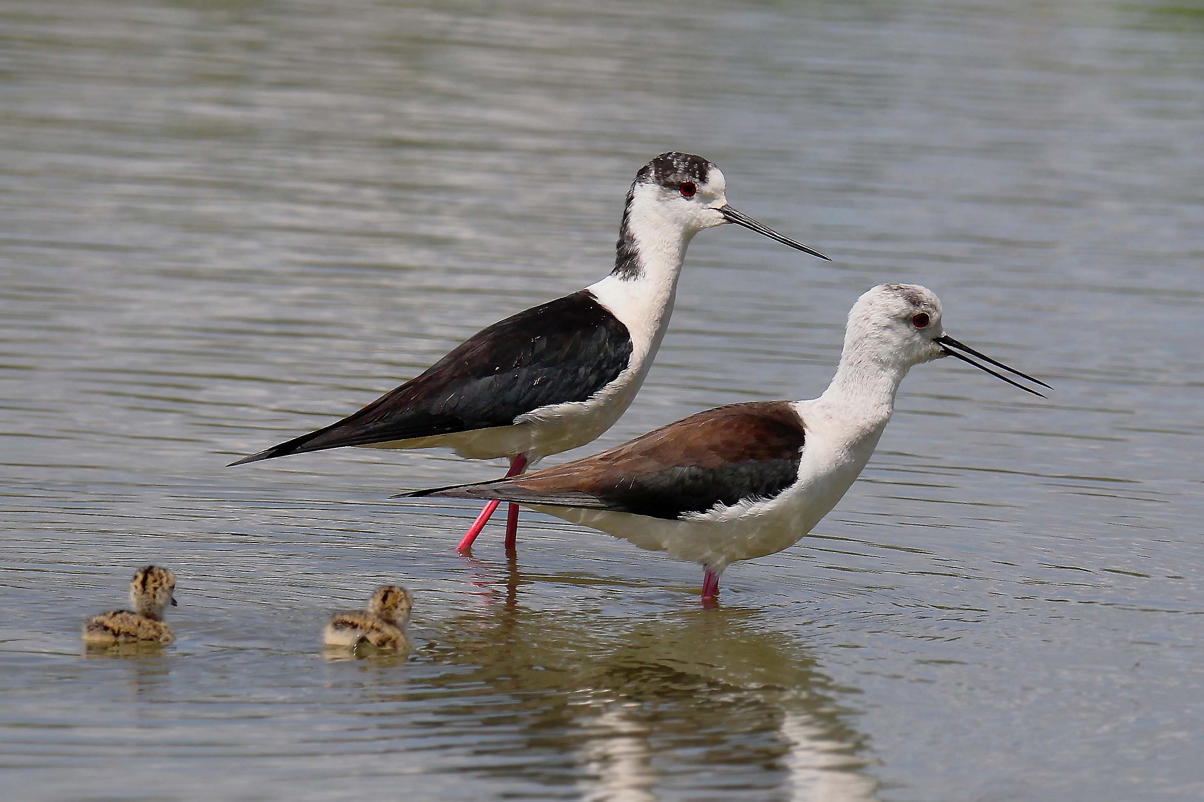 a walk with Mom and Dad