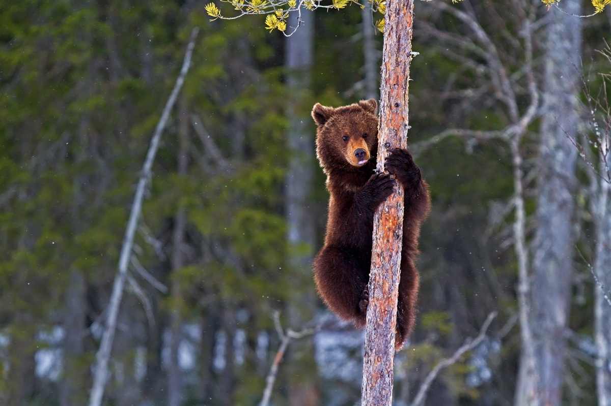 Tree Climber