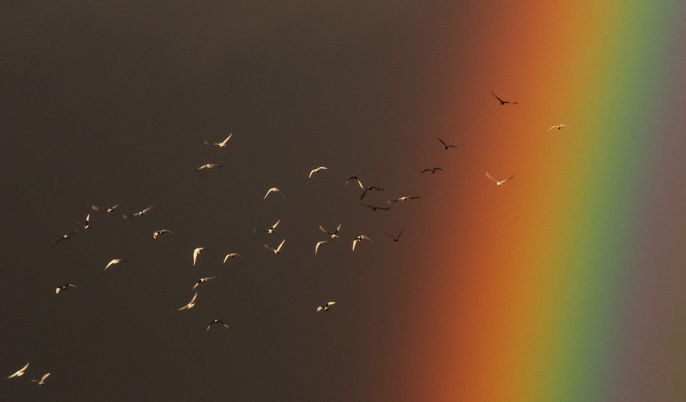 Rainbow and Birds...