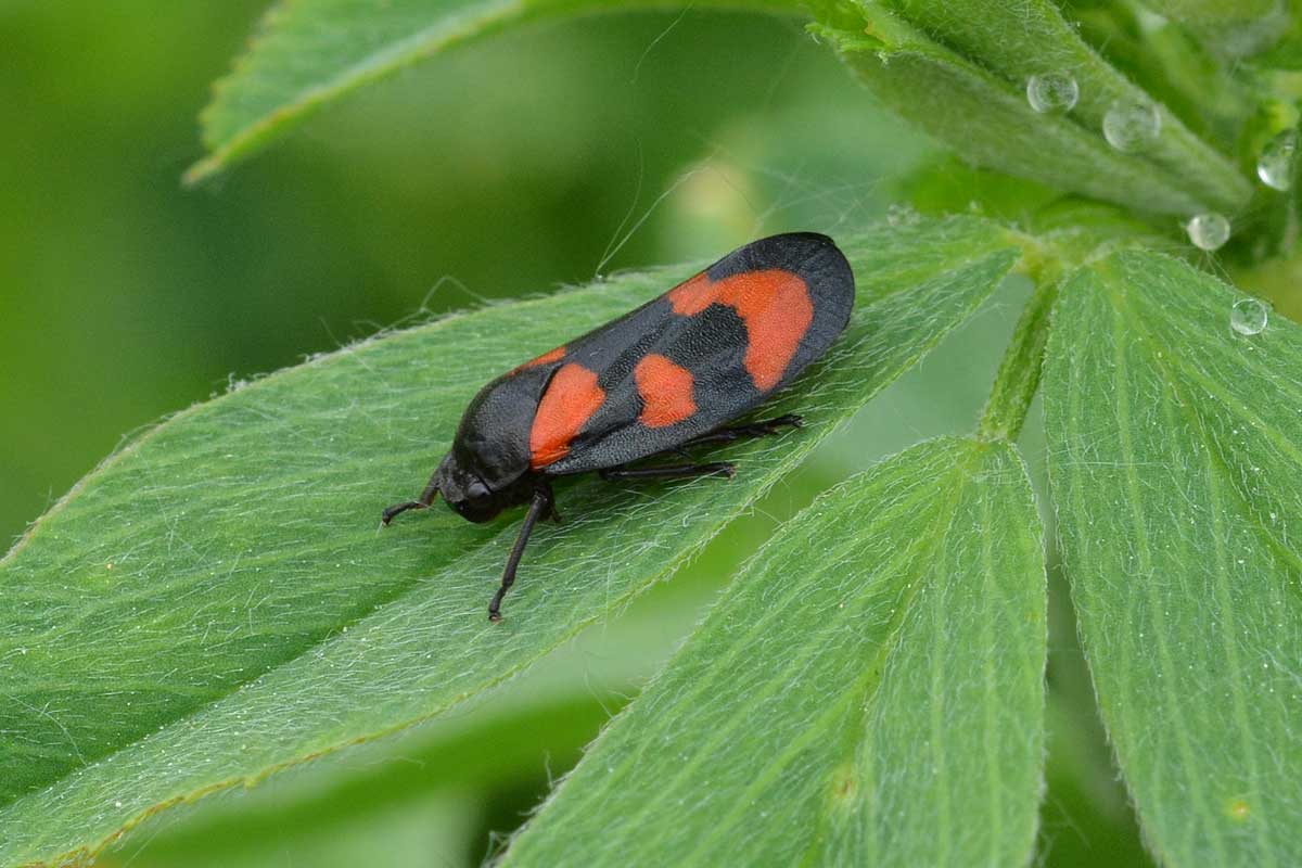Cercopis vulnerata