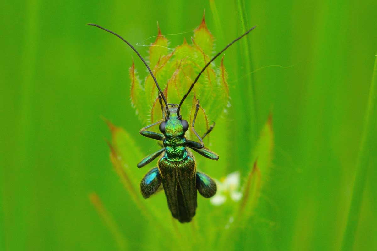 Oedemera nobilis