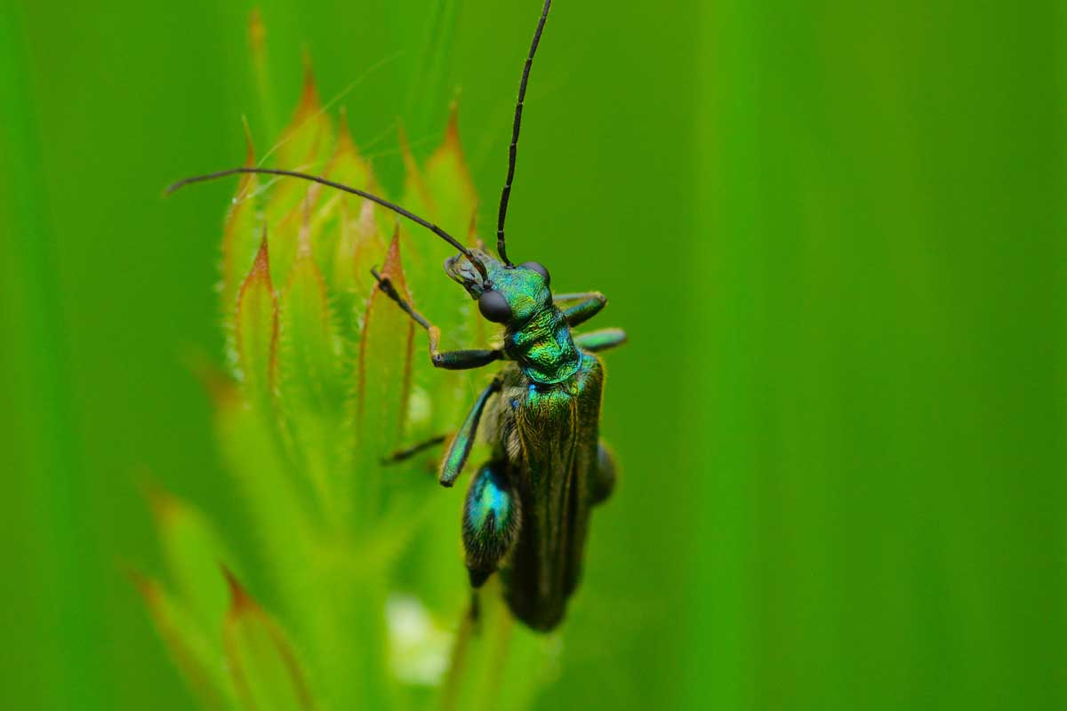 Oedemera nobilis