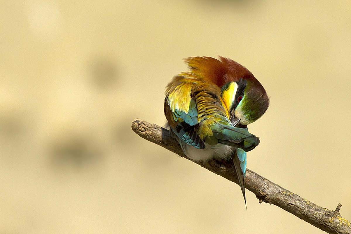 Bee-Eater in cleaning