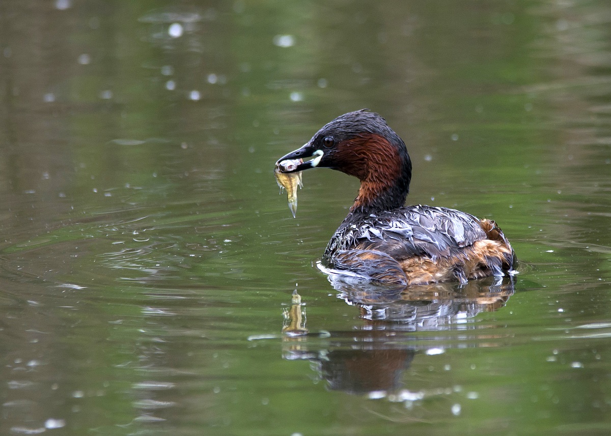 Little Grebe