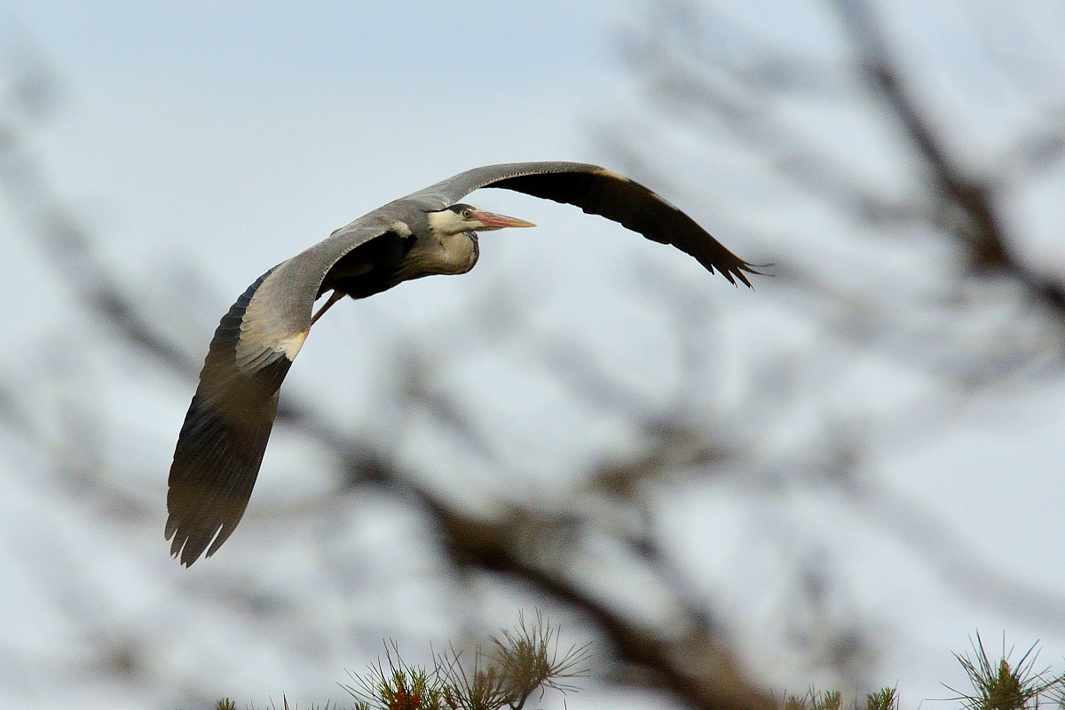 in flight between the branches