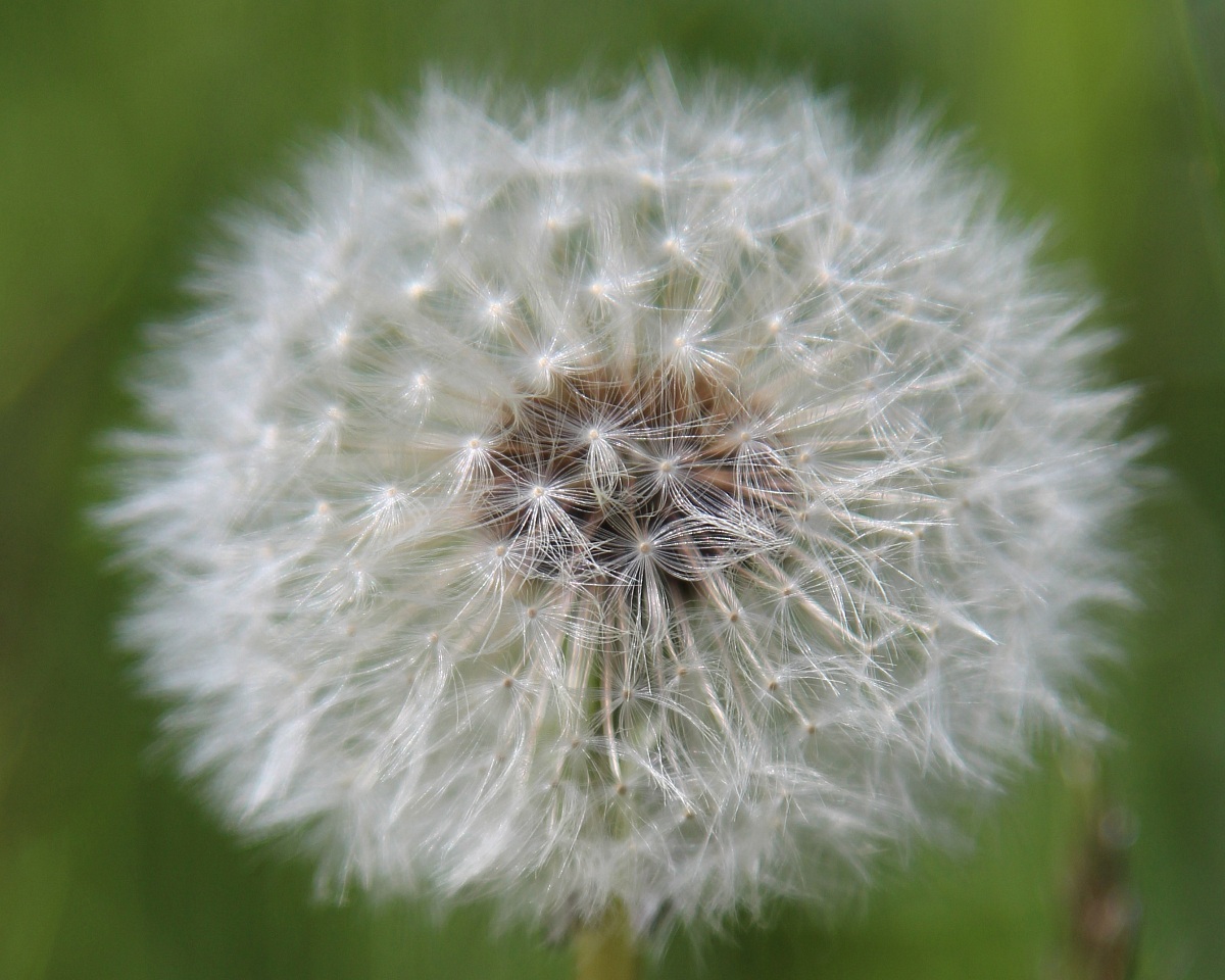 Dandelion