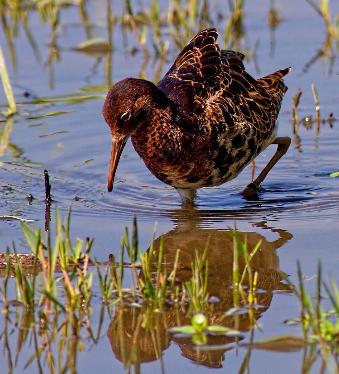 Combattente in abito
