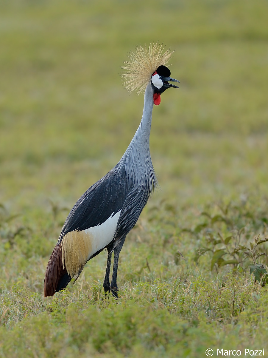 Grey Crowned Crane