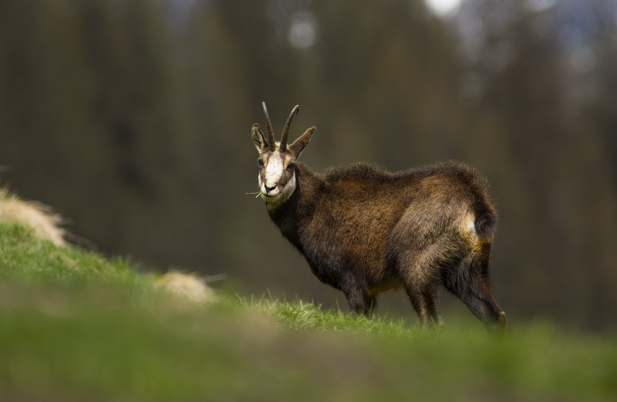 Chamois
