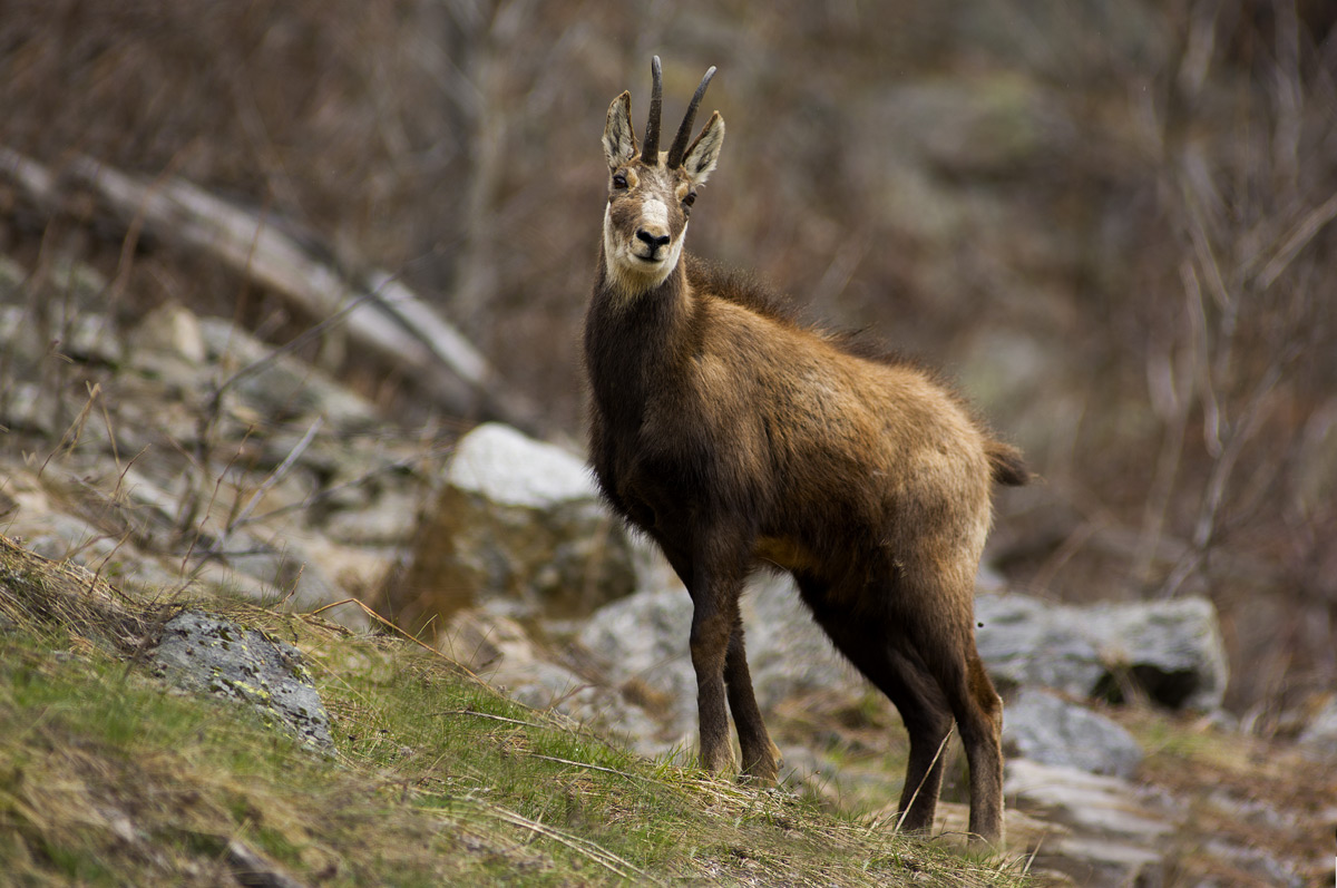 Chamois