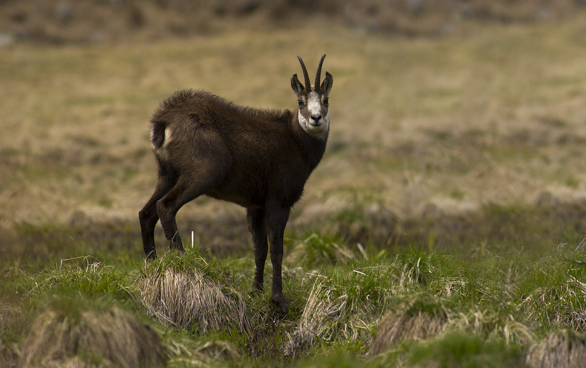 Chamois