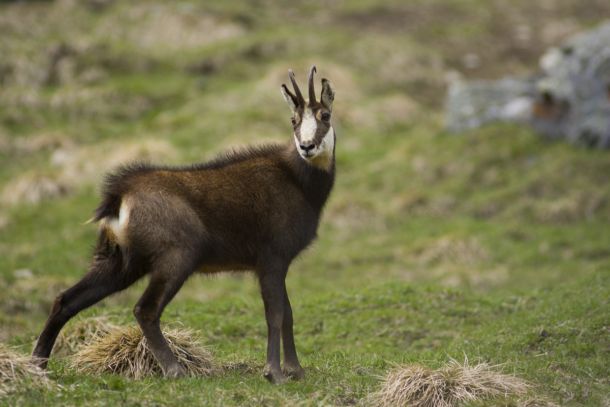 Chamois