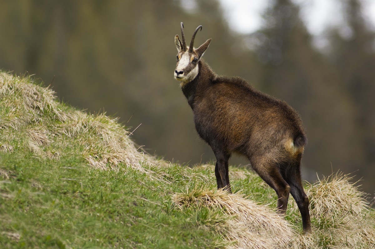 Chamois