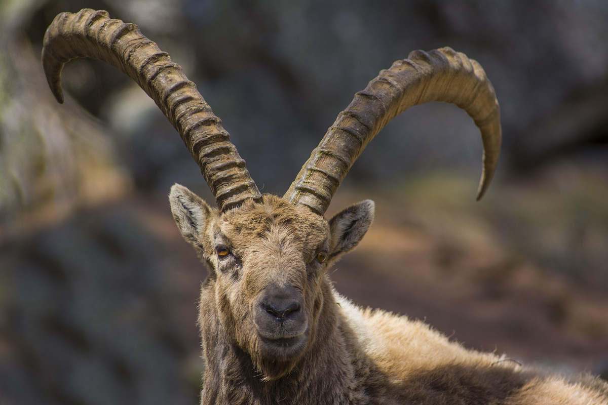 Ibex