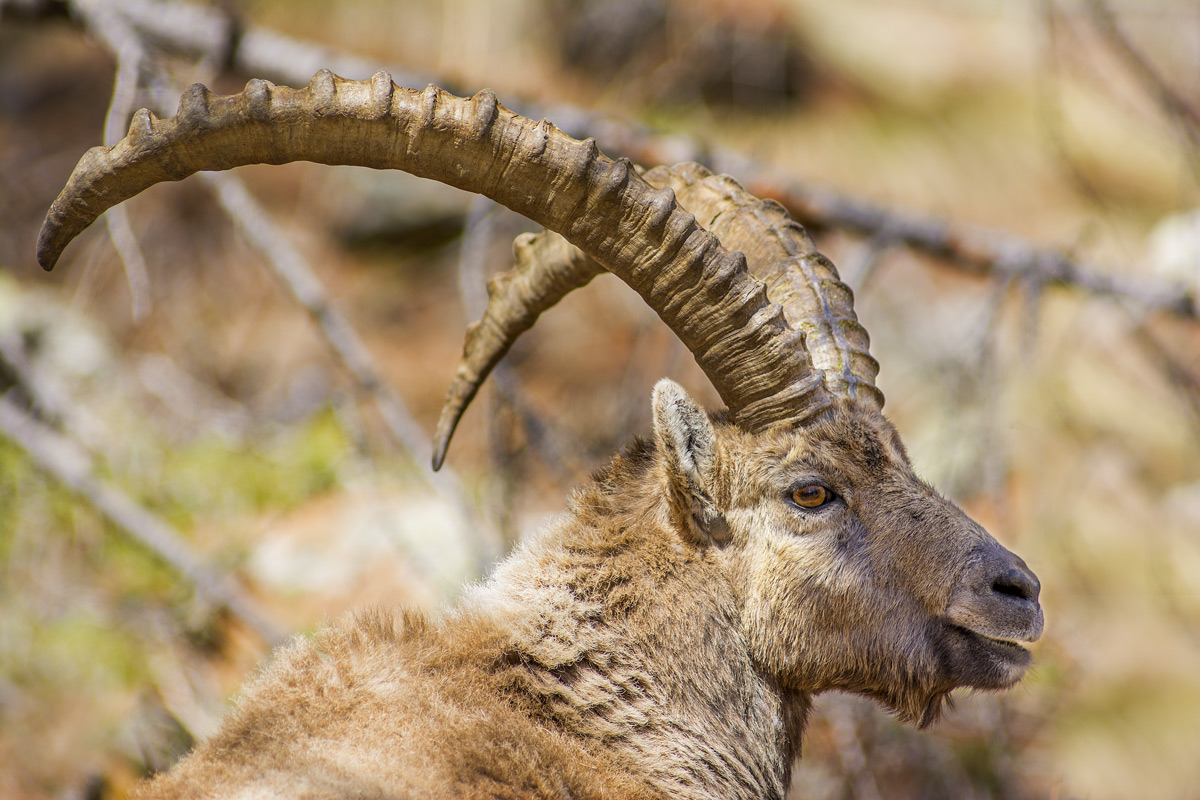 Ibex
