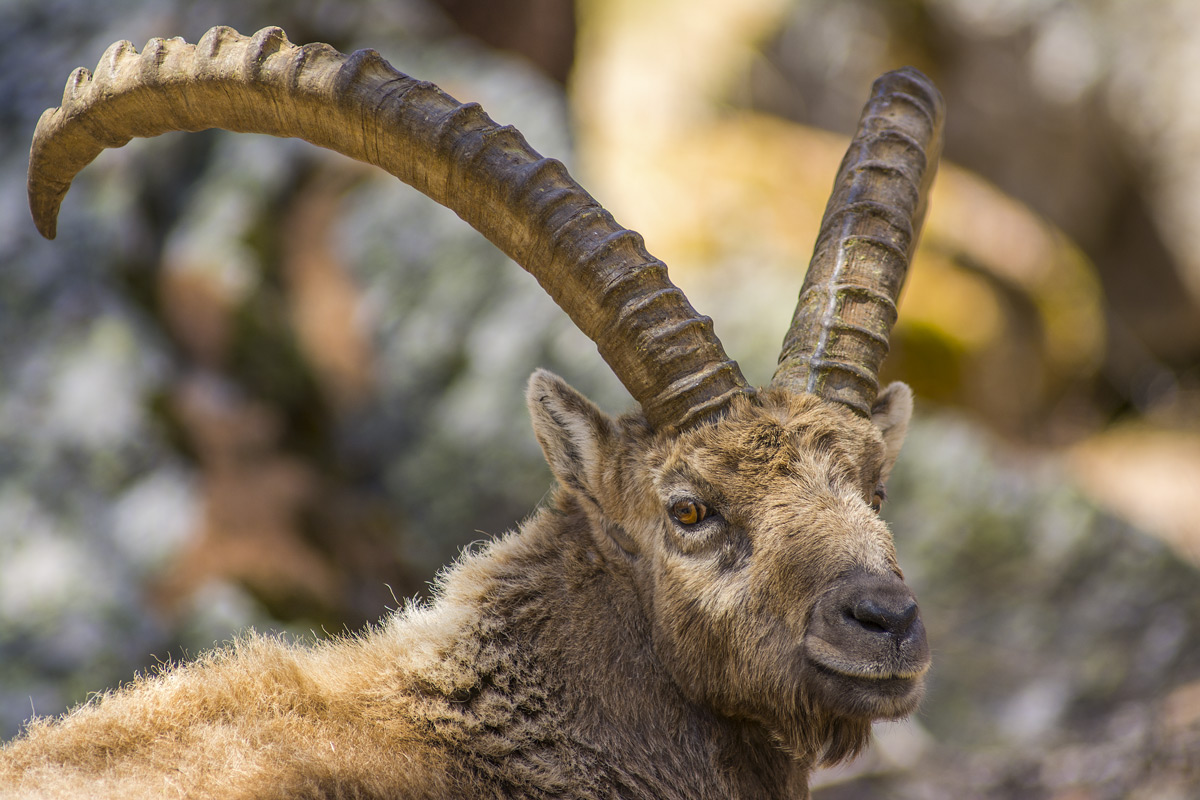 Ibex