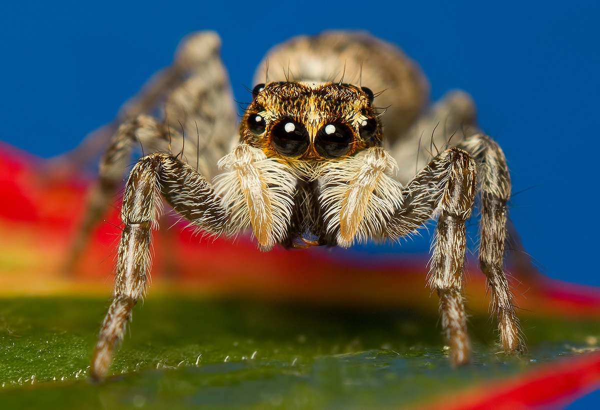 Menemerus semilimbatus on colorful leaf