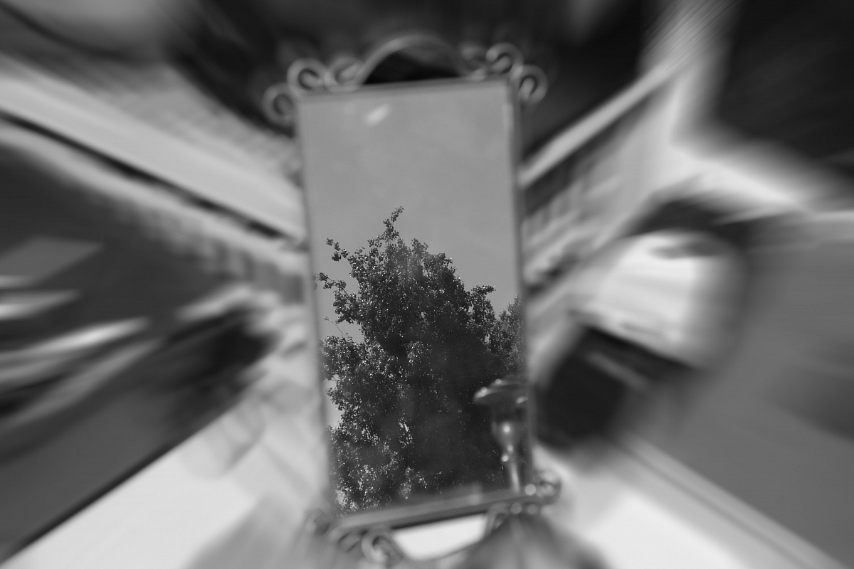 Tree in the mirror