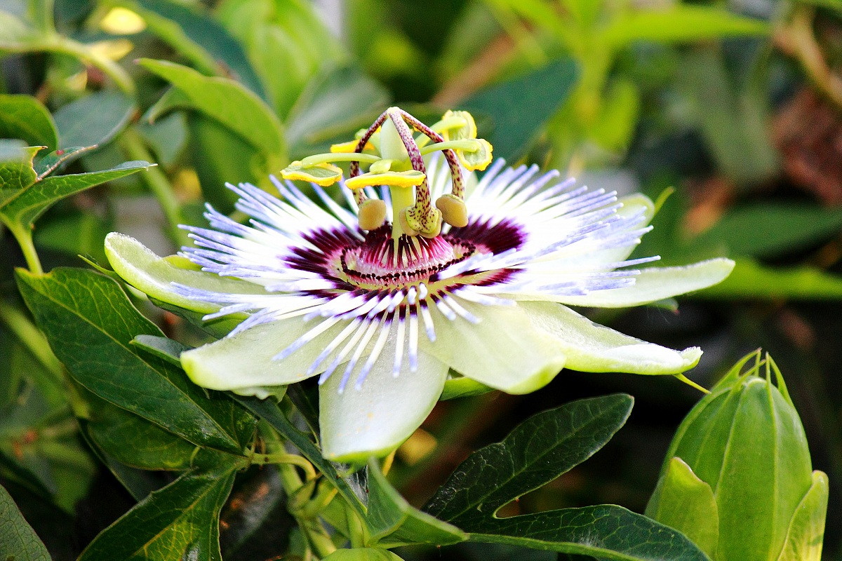 passionflower