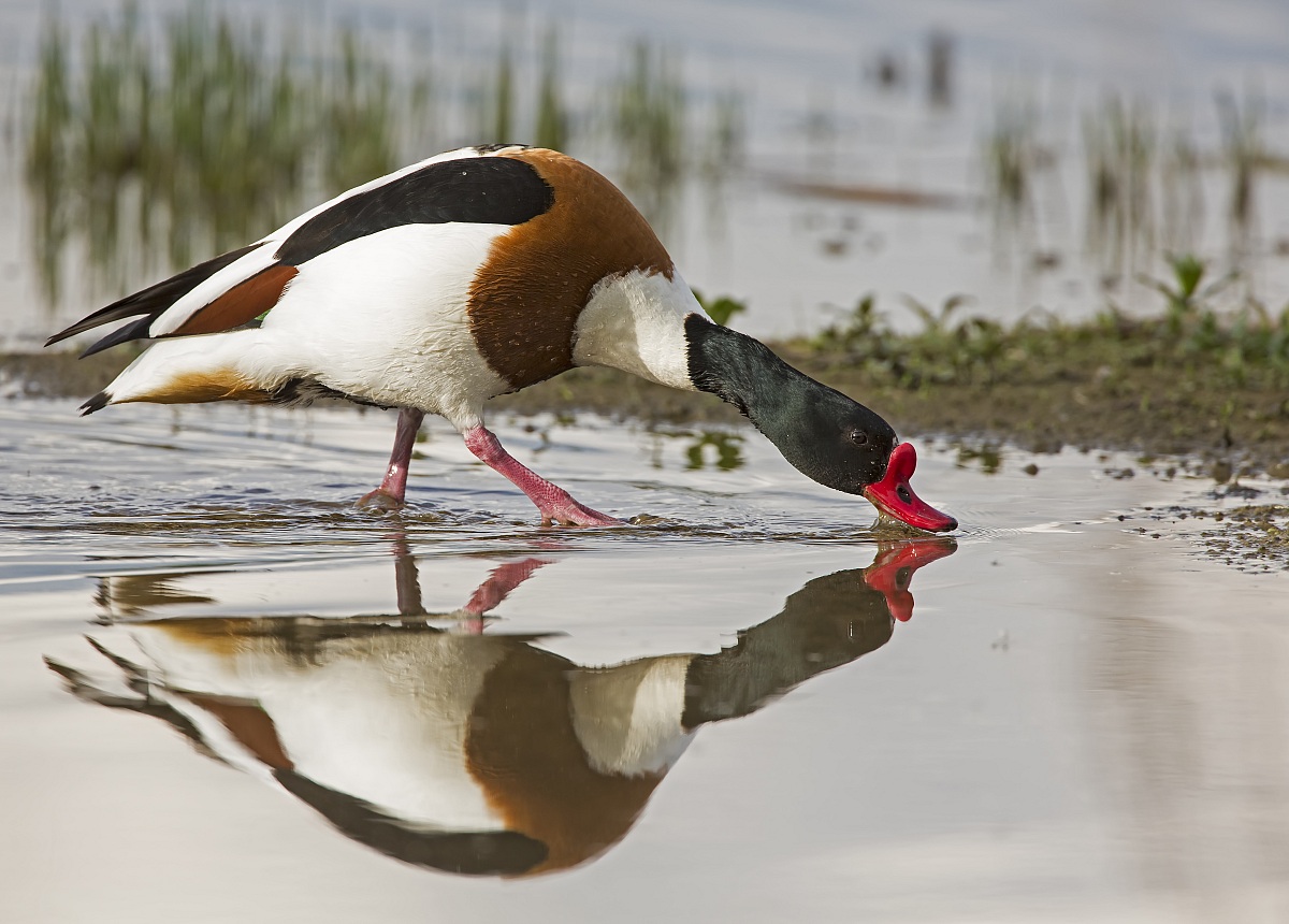 Skimming shelduck