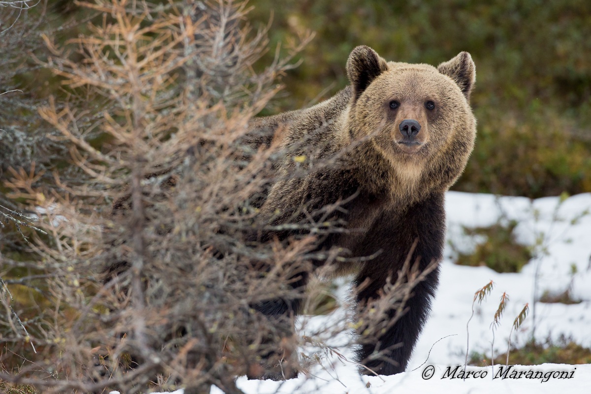 giochiamo a nascondino