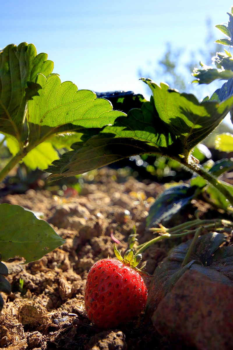 Strawberries (Tarquinia VT)