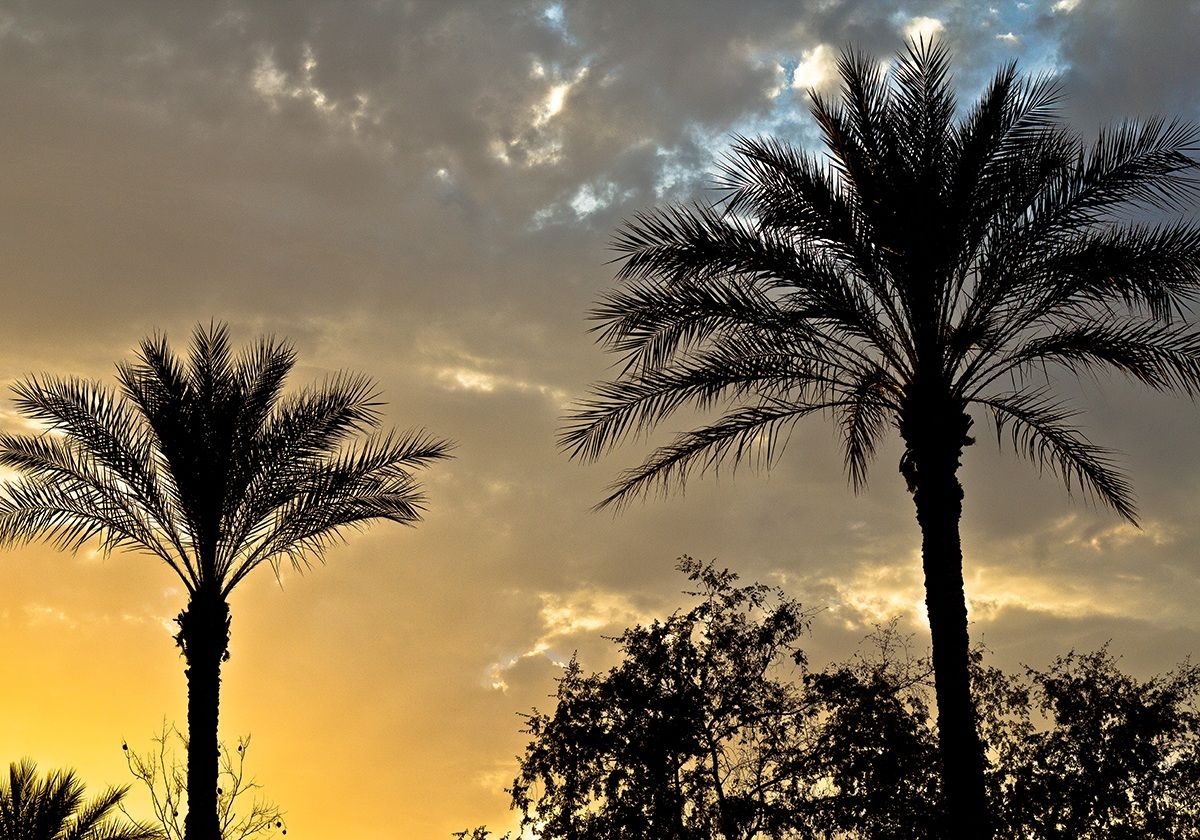 Sunset Palms in Scottsdale