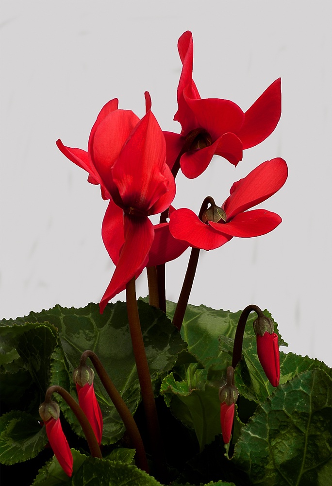 Cyclamen Red