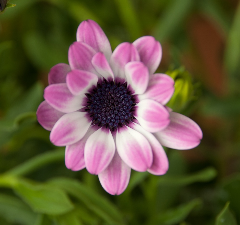 Pink daisy