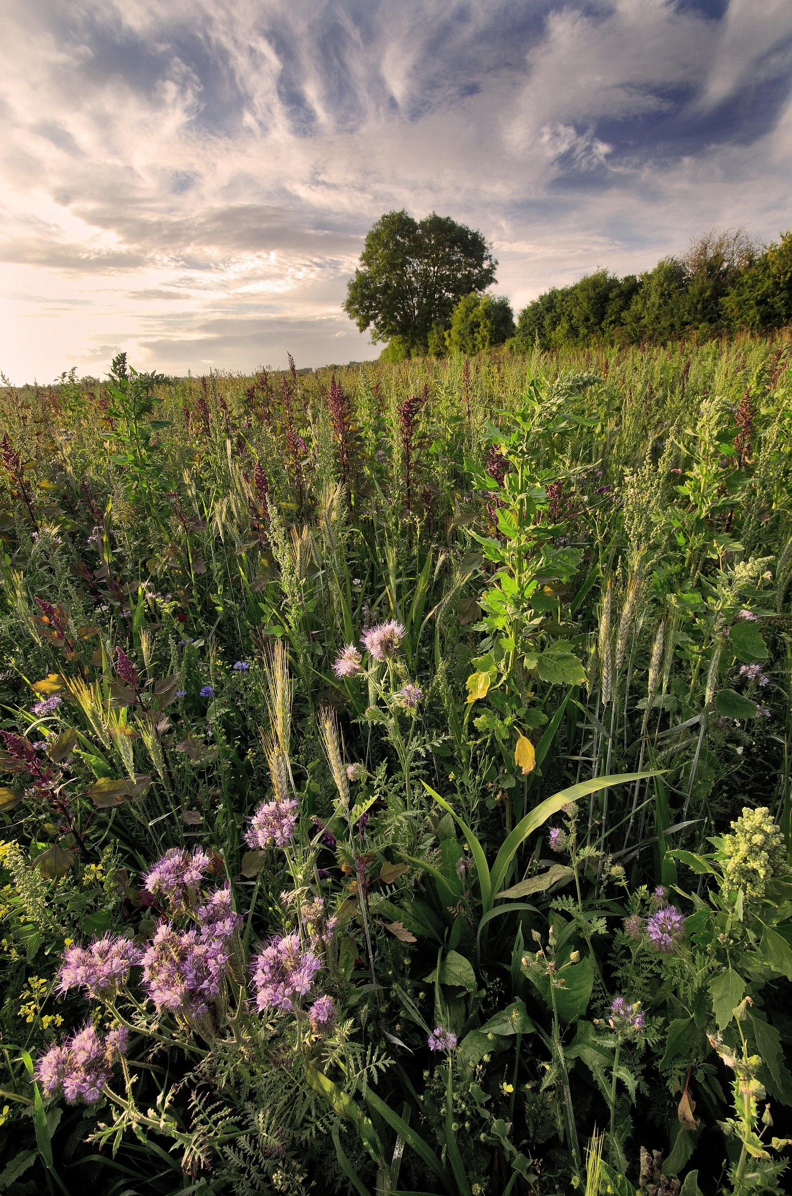 Selvaggio Summer Flowers
