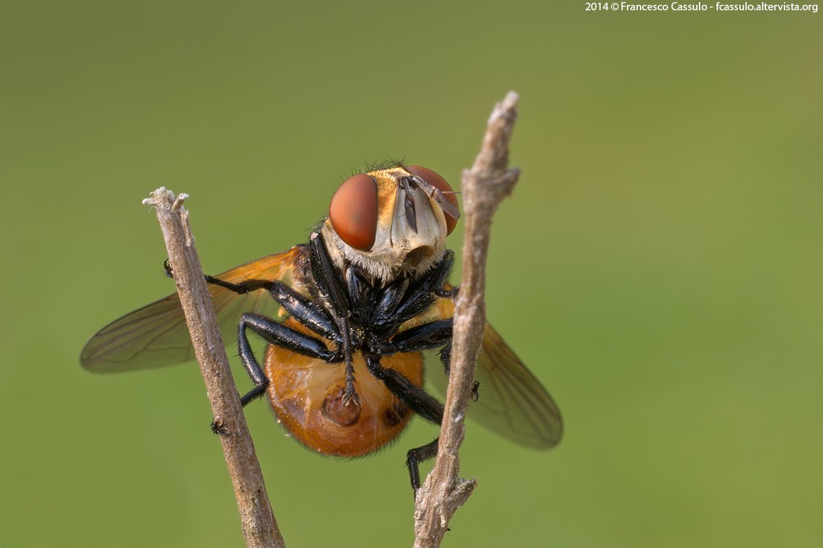 Gymnosoma Meigen, 1803 - The Fly Round