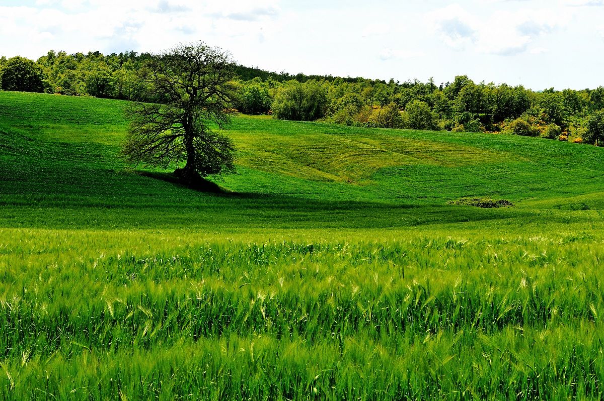 La campagna di Sorano (gr)