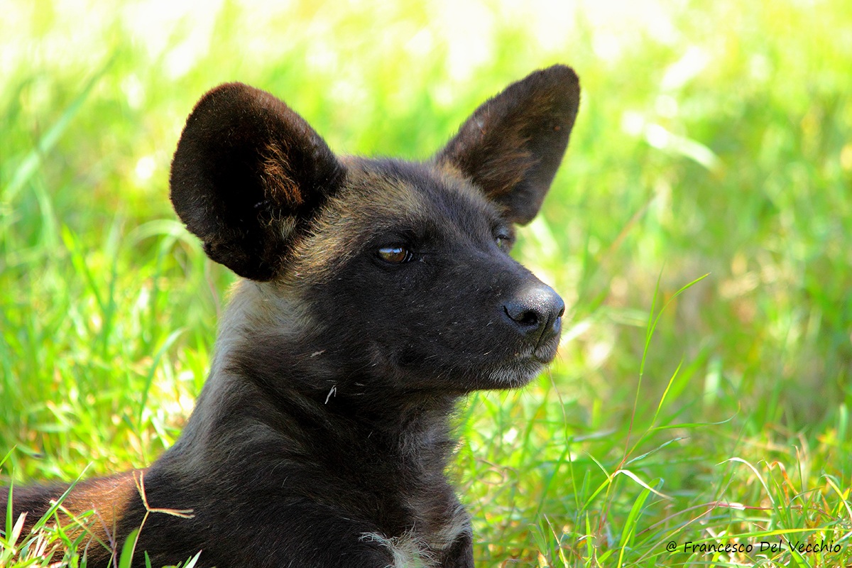 Ol Pejeta wild dog