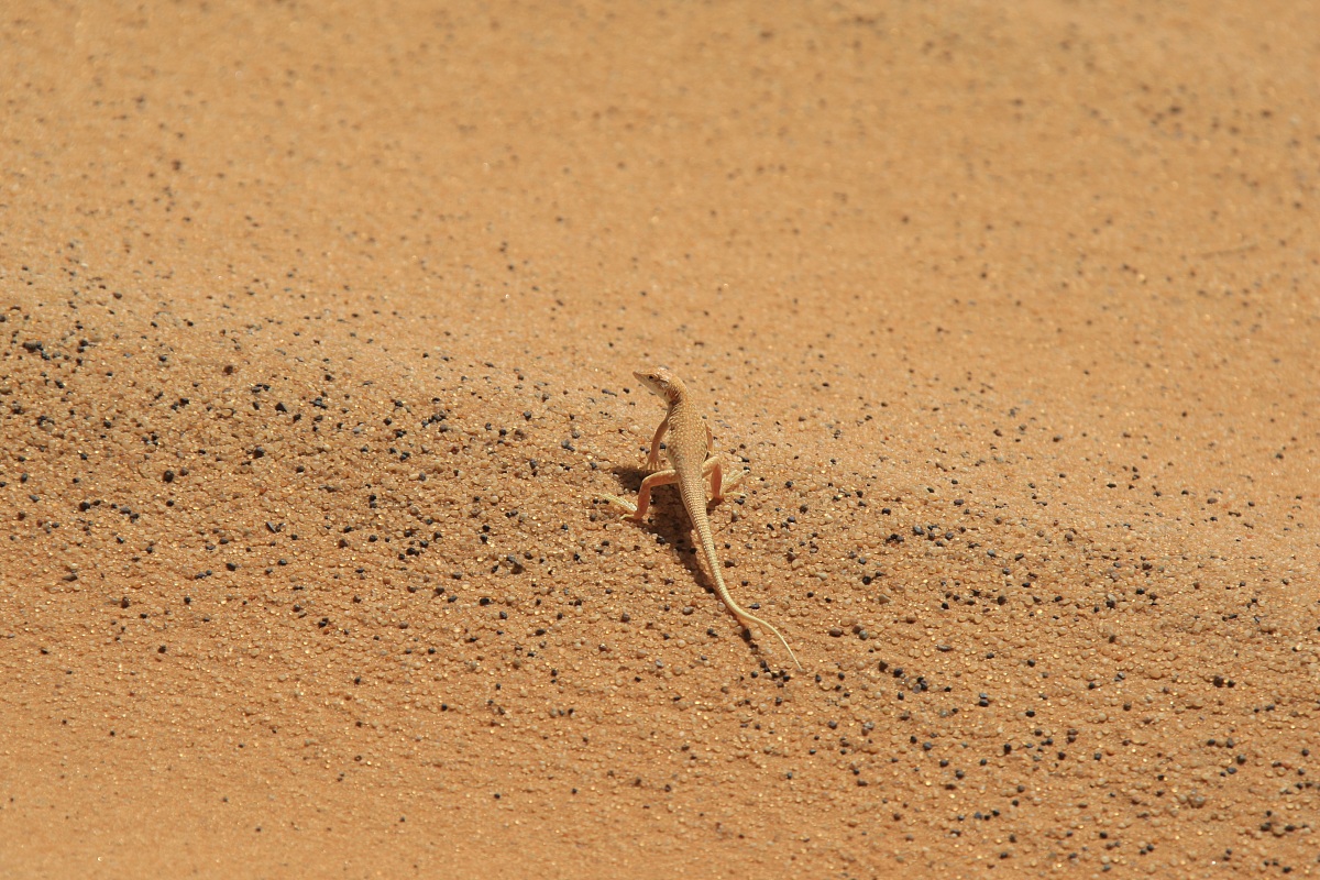 gecko sand - Stenodactylus petrii