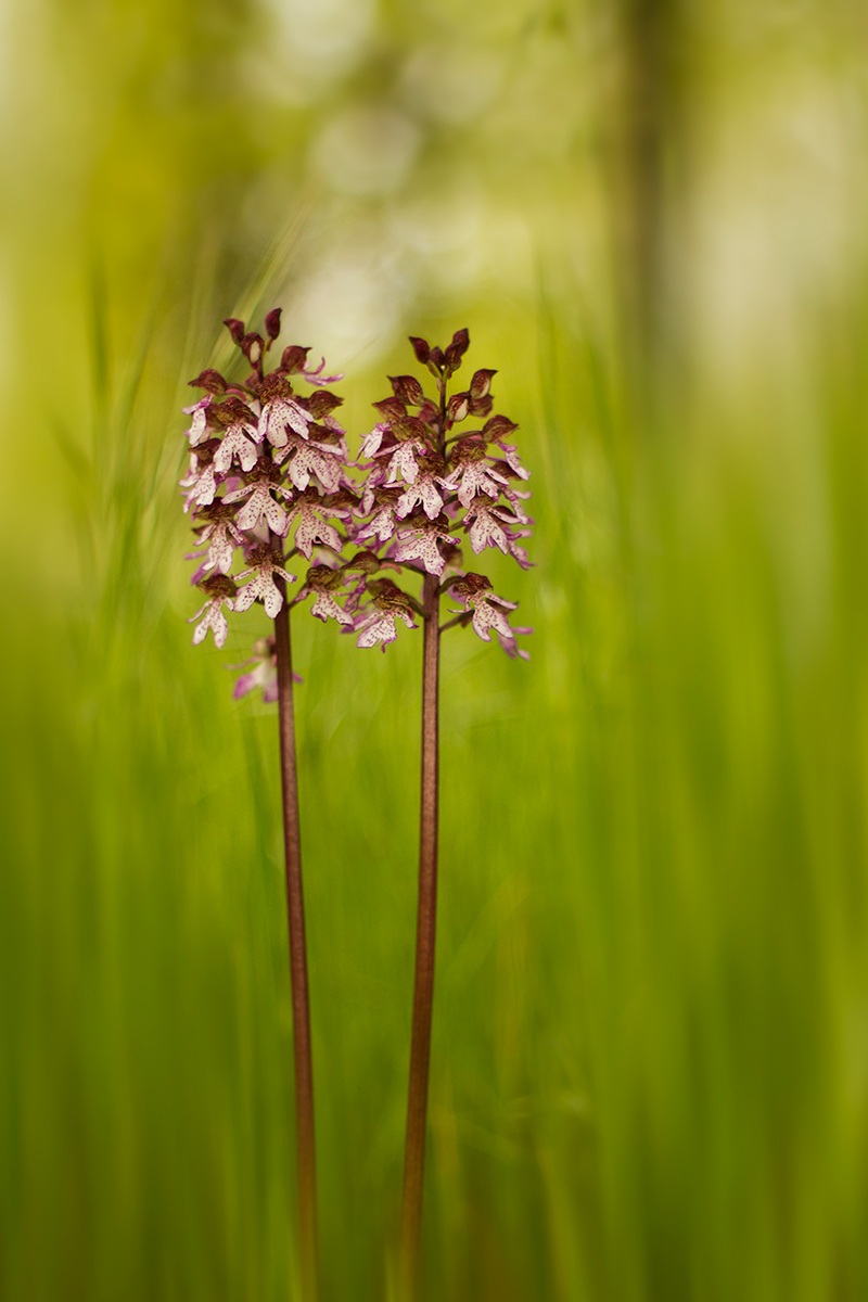 Purple orchid (Orchis purpurea)