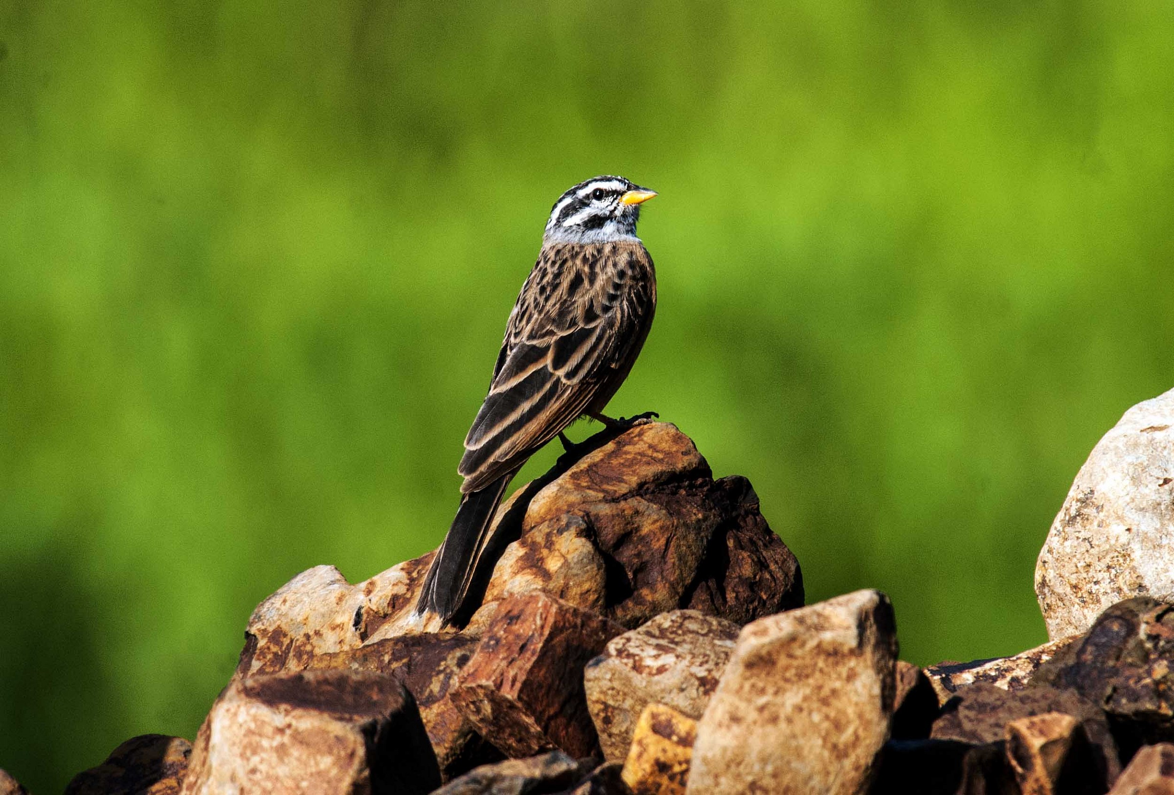 Emberiza tahapisi