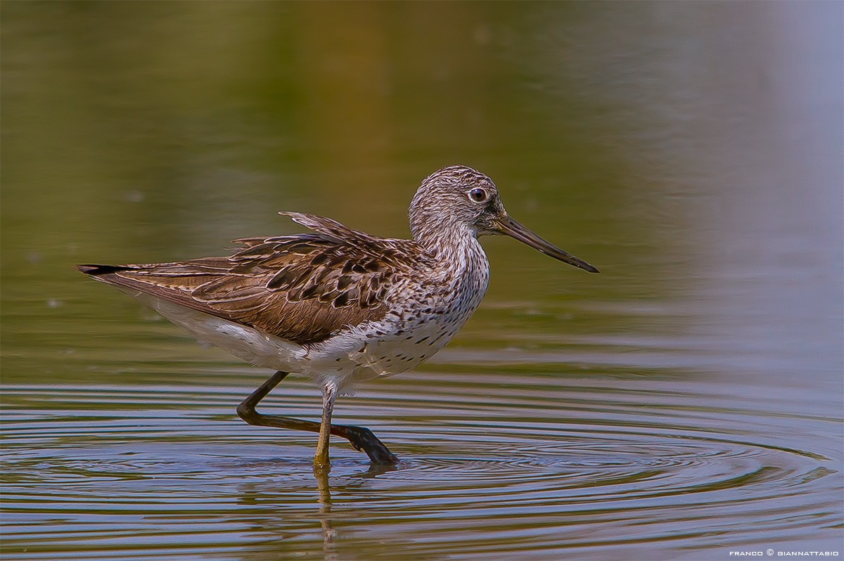 Greenshank?