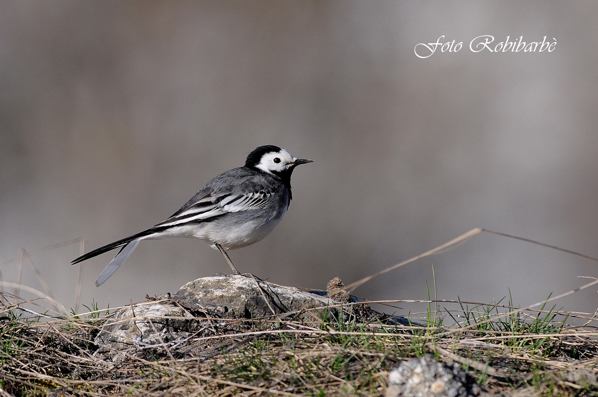Ballerina bianca....