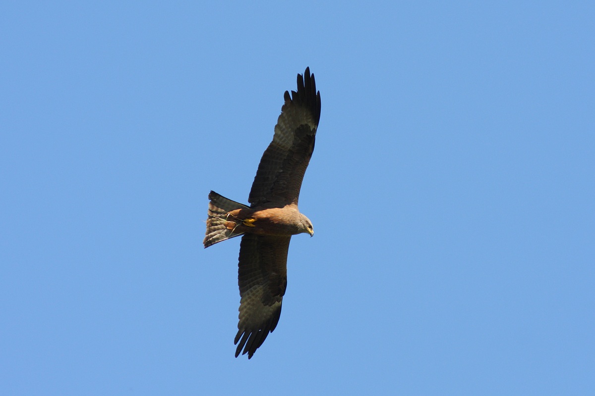 Black Kite in turn