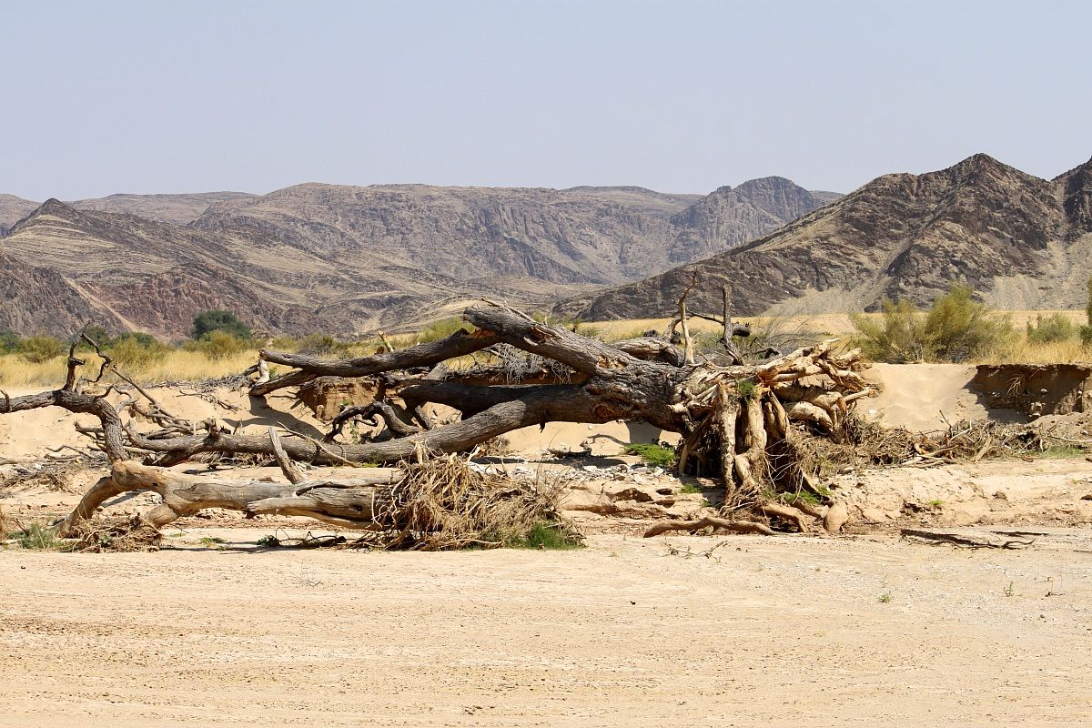 Deserto di Sesfontein