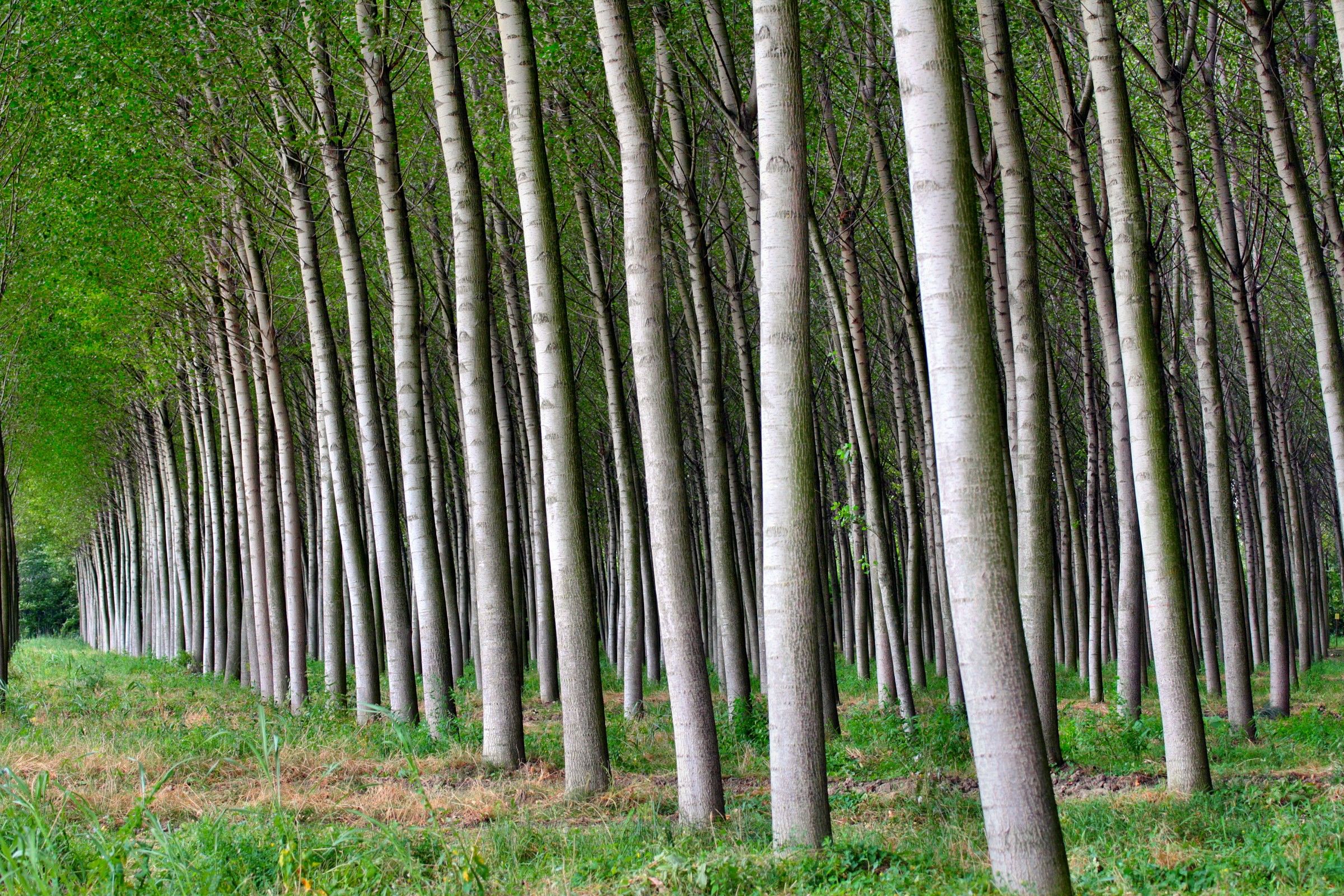 pioppivolissivolmente