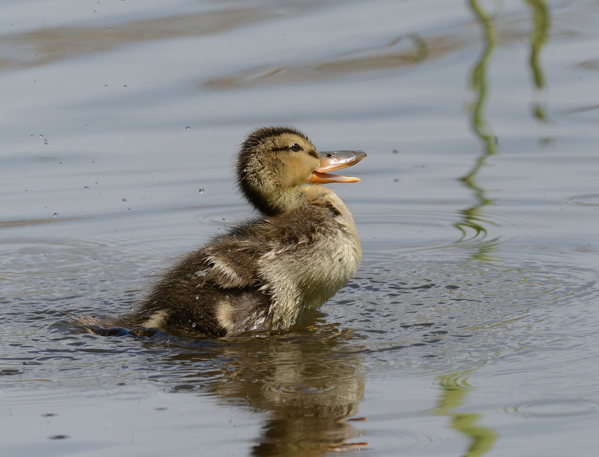 duckling